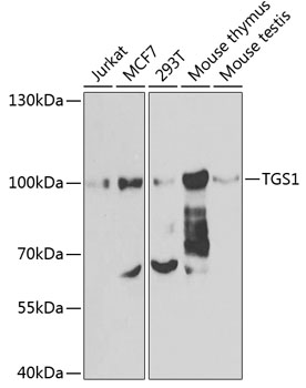 TGS1 Polyclonal Antibody