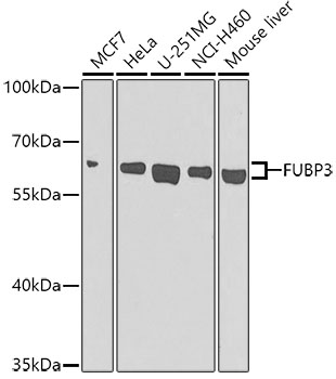FUBP3 Polyclonal Antibody