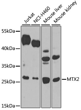 MTX2 Polyclonal Antibody