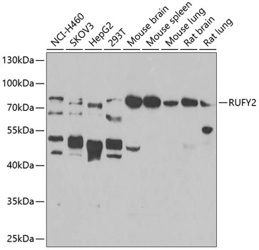 RUFY2 Polyclonal Antibody