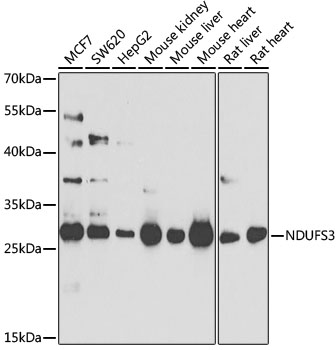 [KO Validated] NDUFS3 Polyclonal Antibody