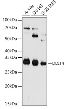 [KO Validated] DDIT4 Polyclonal Antibody