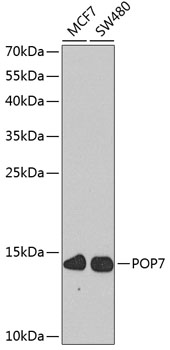POP7 Polyclonal Antibody