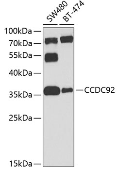 CCDC92 Polyclonal Antibody
