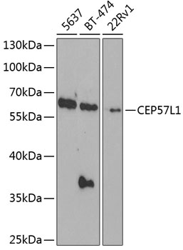 CEP57L1 Polyclonal Antibody