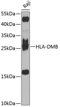 HLA-DMB Polyclonal Antibody