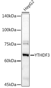 YTHDF3 Polyclonal Antibody
