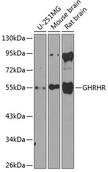 GHRHR Polyclonal Antibody