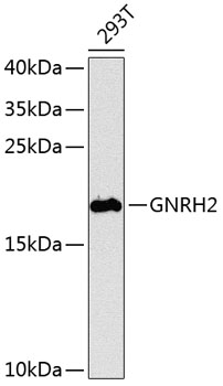 GNRH2 Polyclonal Antibody