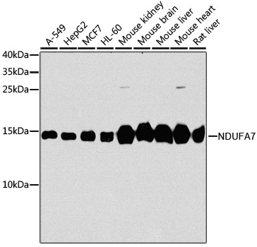 [KO Validated] NDUFA7 Polyclonal Antibody