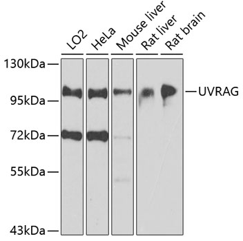 UVRAG Polyclonal Antibody