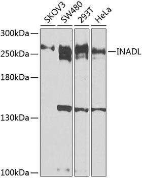 INADL Polyclonal Antibody