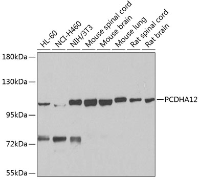 PCDHA12 Polyclonal Antibody