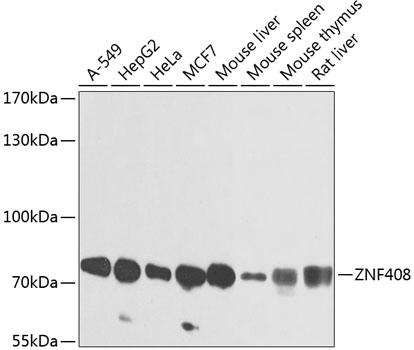 ZNF408 Polyclonal Antibody
