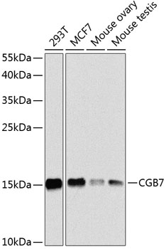 CGB7 Polyclonal Antibody