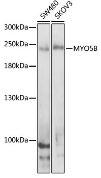 MYO5B Polyclonal Antibody