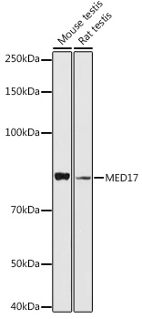 MED17 Polyclonal Antibody