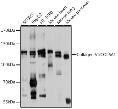 COL6A1 Polyclonal Antibody