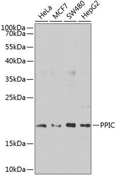 PPIC Polyclonal Antibody