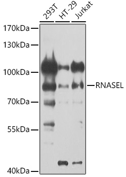 RNASEL Polyclonal Antibody