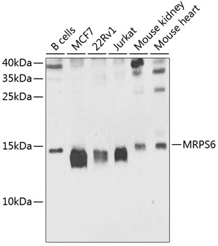 MRPS6 Polyclonal Antibody