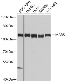 MARS Polyclonal Antibody