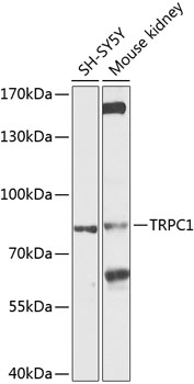 TRPC1 Polyclonal Antibody