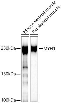 MYH1 Antibody