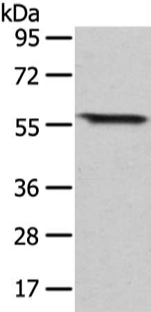 GRB14 antibody