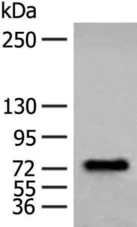 ALOXE3 antibody