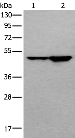 PNLIPRP1 antibody