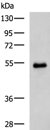 RGS6 antibody