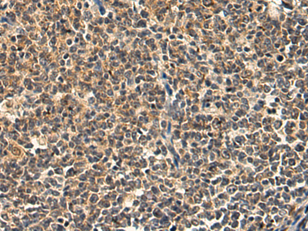RNF128 antibody