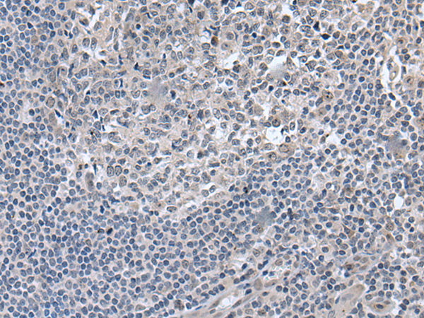 EDARADD antibody