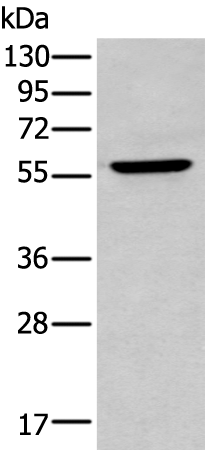 ZNF34 antibody