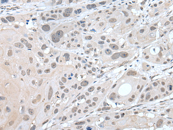 ZNF483 antibody