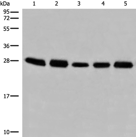 GATD3B antibody