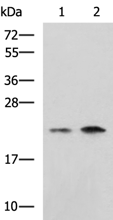 CHMP6 antibody