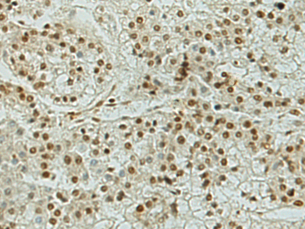 MIER1 antibody