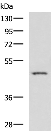 DDX39A antibody