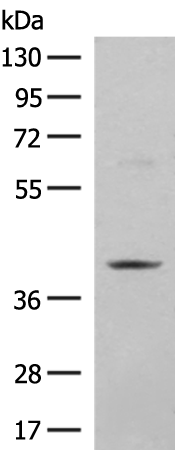 HMG20A antibody