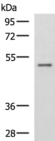 GRWD1 antibody