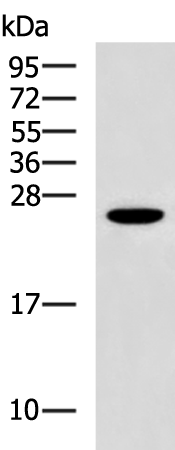 GSTZ1 antibody