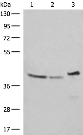 ERAL1 antibody