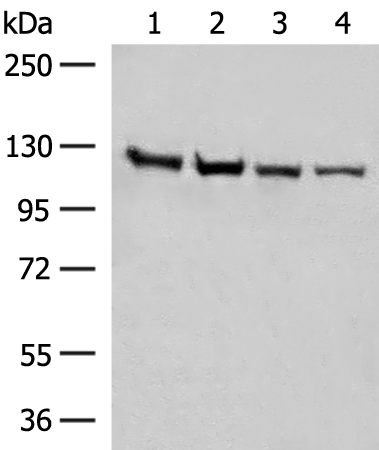 IPO11 antibody