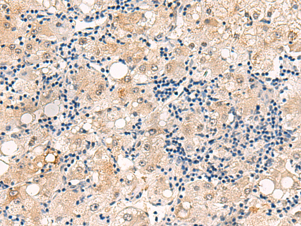 DUSP7 antibody