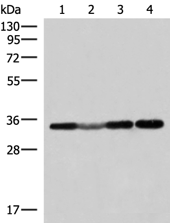 ECH1 antibody