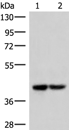 IQCD antibody
