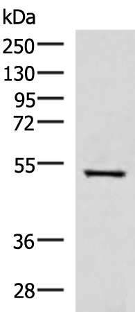 FDXR antibody