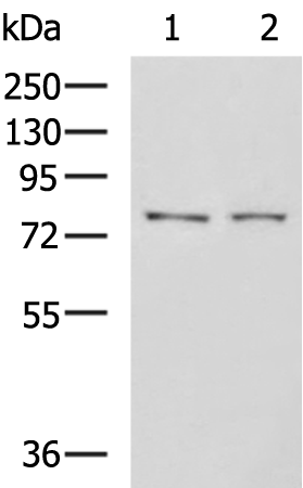 GPCPD1 antibody